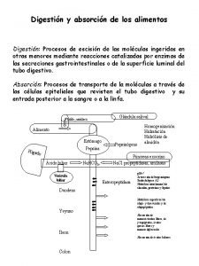 Digestin y absorcin de los alimentos Digestin Procesos