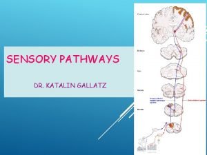 SENSORY PATHWAYS DR KATALIN GALLATZ SENSORY PATHWAYS Spinothalamic