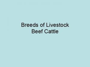 Breeds of Livestock Beef Cattle English Breeds Angus