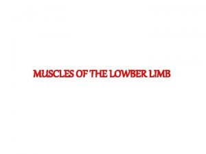 MUSCLES OF THE LOWBER LIMB Fascial Compartments of