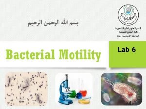 Lab 6 Bacterial Motility v The ability of