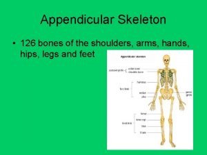 Appendicular skeleton 126 bones