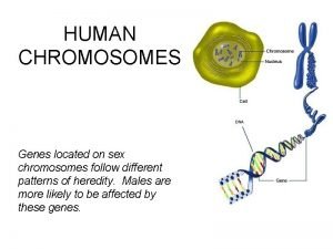 Genes located on the sex chromosomes Genes located on the sex chromosomes