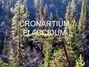 CRONARTIUM FLACCIDUM INDICE 1 DEFINICIN Y LOCALIZACIN 2