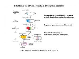 Establishment of Cell Identity in Drosophila Embryos Segment