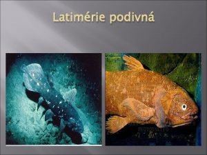 Latimrie podivn Latimrie podivn Latimeria chalumnae je drav