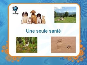 Une seule sant Sant humaine sant animale environnement