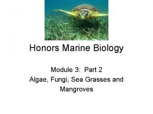 Marine biology module 3 study guide