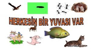 Eşek ağılda mı yaşar Eşek ağılda mı yaşar