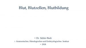 Blut Blutzellen Blutbildung Dr Ildik Bdi Anatomisches Histologisches