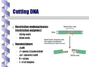 Restriction enzyme