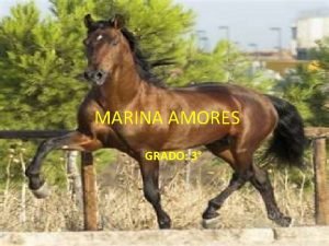 Marina amores