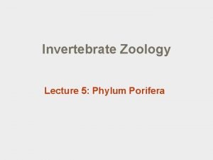 Invertebrate Zoology Lecture 5 Phylum Porifera Lecture outline