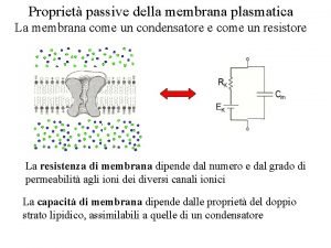 Propriet passive della membrana plasmatica La membrana come