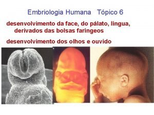 Embriologia da face slide