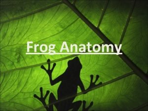 Frog Anatomy External Anatomy External nares or nostrils