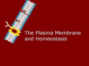 The Plasma Membrane and Homeostasis Homeostasis Maintaining a