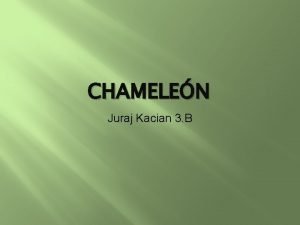 Chameleon chov