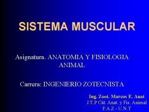 Tono muscular fisiologia