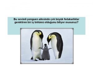 Bu sevimli penguen ailesinde ok byk fedakarlklar gerektiren