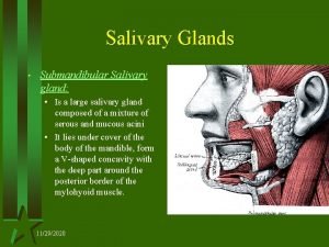 Salivary Glands Submandibular Salivary gland Is a large