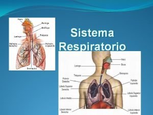 El pulmón con sus partes El pulmón con sus partes