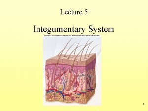 Lecture 5 Integumentary System 1 Integumentary System Consists
