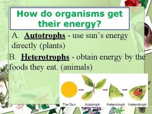 How do organisms get energy