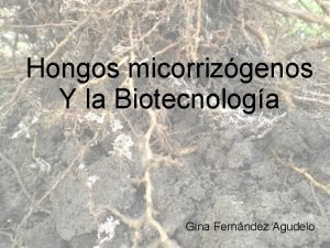 Hongos micorrizgenos Y la Biotecnologa Gina Fernndez Agudelo