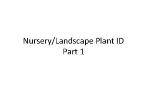NurseryLandscape Plant ID Part 1 1 Abelia x