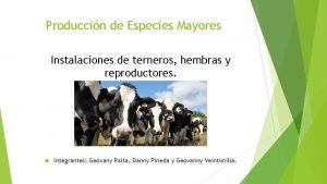 Produccin de Especies Mayores Instalaciones de terneros hembras