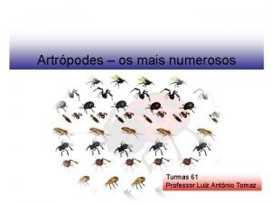 Artrpodes os mais numerosos Turmas 61 Professor Luiz
