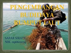 PENGEMBANGAN BUDIDAYA RUMPUT LAUT SAFAR SIRATE NIK 096601174