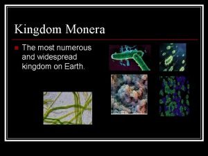 Kingdom Monera n The most numerous and widespread