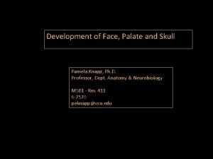 Development of Face Palate and Skull Pamela Knapp