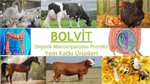 Bolvit