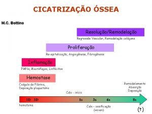 CICATRIZAO SSEA M C Bottino ResoluoRemodelao Regresso Vascular