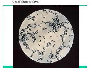 Cocos gram positivos microscopio