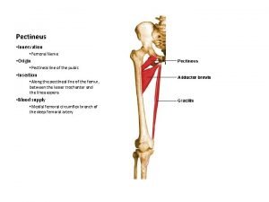 Pectineus nerve supply