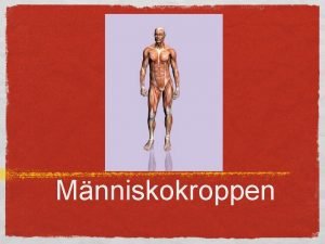 Anatomi organ reproduksi