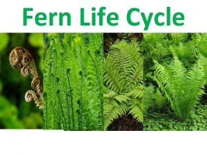 Alternation of generation fern