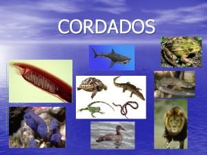 CORDADOS CARACTERSTICAS GENERALES Simetra bilateral cuerpo segmentado tres