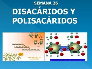 Enlace glucosídico alfa (α) y beta (β)