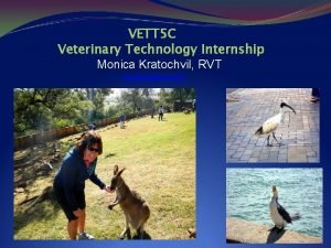 VETT 5 C Veterinary Technology Internship Monica Kratochvil