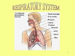 Respiratory system meaning