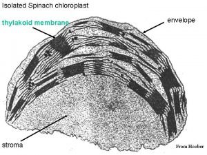 Isolated Spinach chloroplast thylakoid membrane stroma envelope From