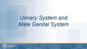 Urinary System and Male Genital System CPT copyright