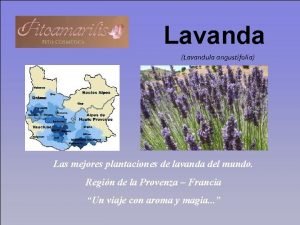 Lavanda Lavandula angustifolia Las mejores plantaciones de lavanda