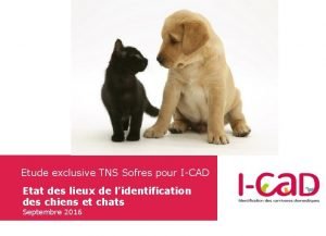 Etude exclusive TNS Sofres pour ICAD Etat des