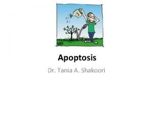 Apoptosis Dr Tania A Shakoori Apoptosis Apoptosis programmed